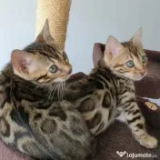Pisicuțe Bengal disponibile 