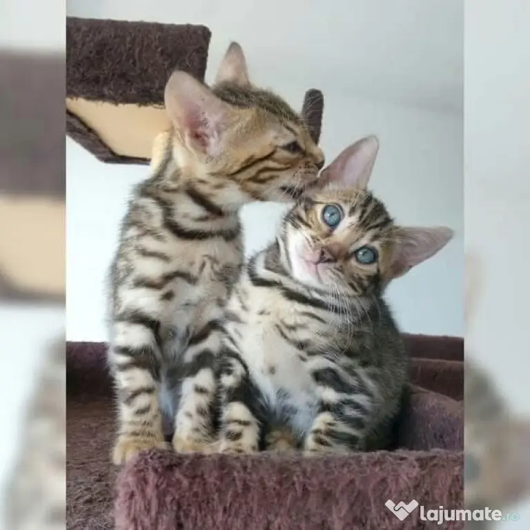 Pisicuțe Bengal disponibile