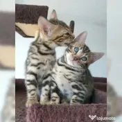 Pisicuțe Bengal disponibile 