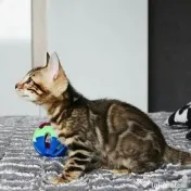 Pisicuțe Bengal disponibile 