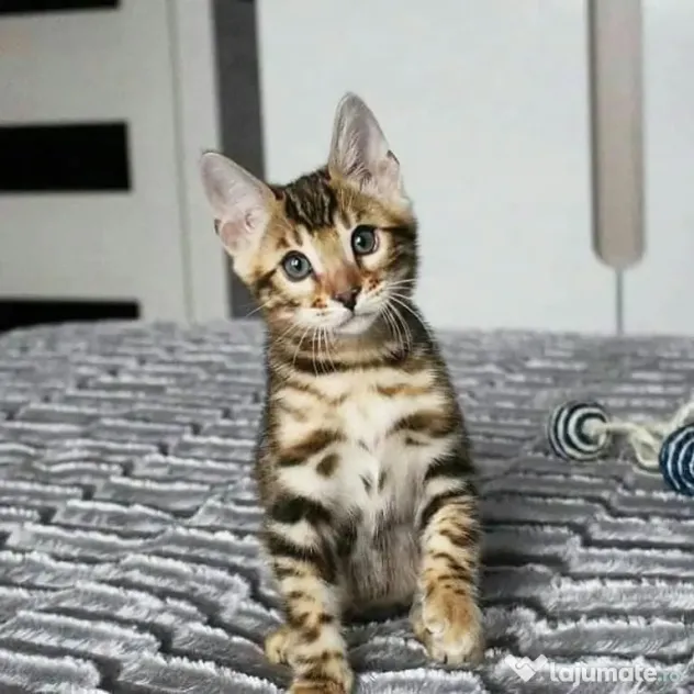Pisicuțe Bengal disponibile