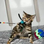Pisicuțe Bengal disponibile 