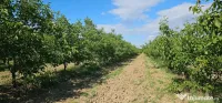 Plantatie de nuci pe rod, 14 ha, 2.000 pomi 