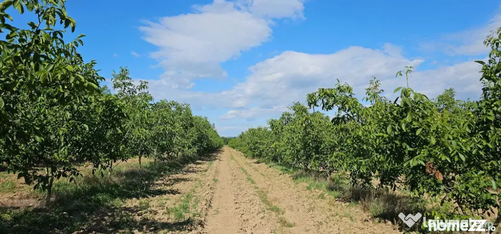 Plantatie de nuci pe rod, 14 ha, 2.000 pomi
