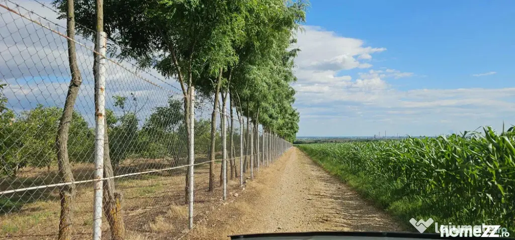 Plantatie de nuci pe rod, 14 ha, 2.000 pomi