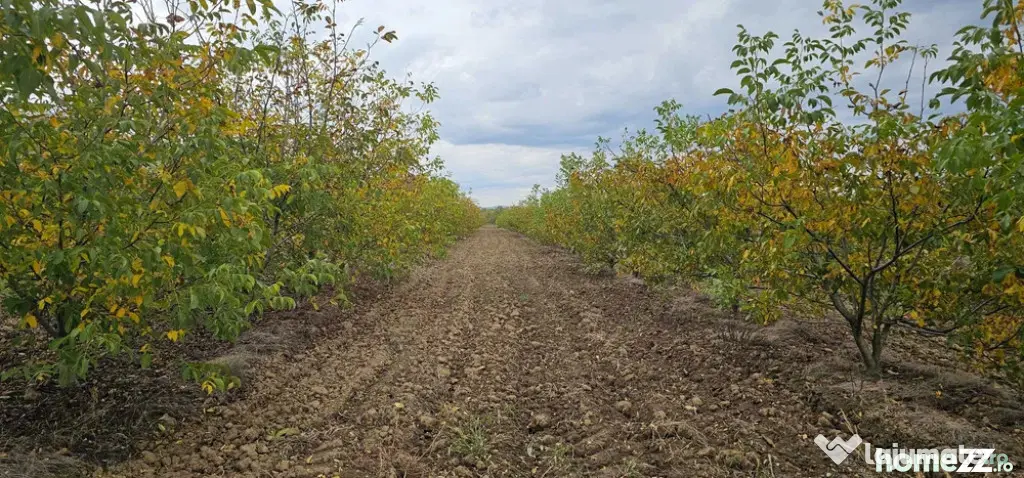 Plantatie de nuci pe rod, 14 ha, 2.000 pomi