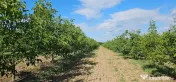 Plantatie de nuci pe rod, 14 ha, 2.000 pomi 