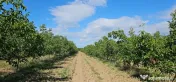Plantatie de nuci pe rod, 14 ha, 2.000 pomi 