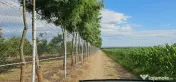 Plantatie de nuci pe rod, 14 ha, 2.000 pomi 