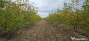 Plantatie de nuci pe rod, 14 ha, 2.000 pomi 