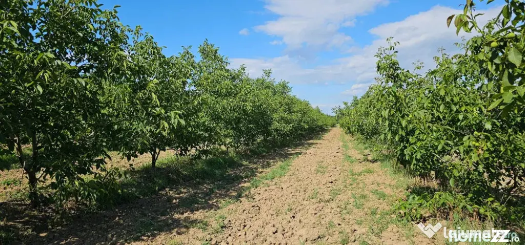 Plantatie de nuci pe rod, 14 ha, 2.000 pomi