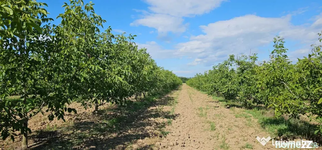 Plantatie de nuci pe rod, 14 ha, 2.000 pomi