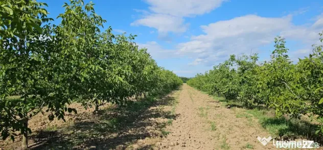 Plantatie de nuci pe rod, 14 ha, 2.000 pomi