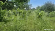 Proprietate de vanzare, teren 5488 mp, in localitatea Ambud, 