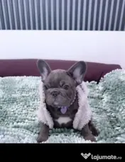 bulldog blue de calitate 