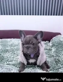 Bulldog blue de calitate