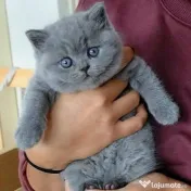 British shorthair rasa pura 