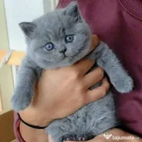 British shorthair rasa pura 