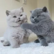 British shorthair rasa pura 