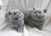 British shorthair rasa pura 