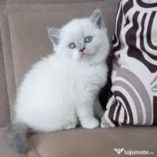British shorthair rasa pura 