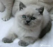 British shorthair rasa pura 
