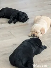 Pui labrador cu pedigree 