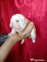 Bulldog francez femela și masculi 