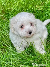 Vand catelusi Bichon Maltese