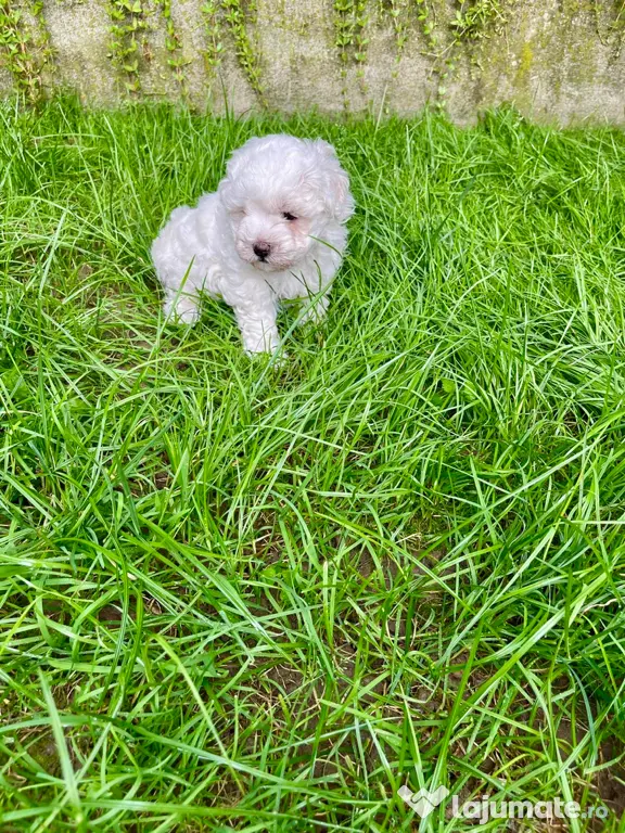Vand catelusi Bichon Maltese