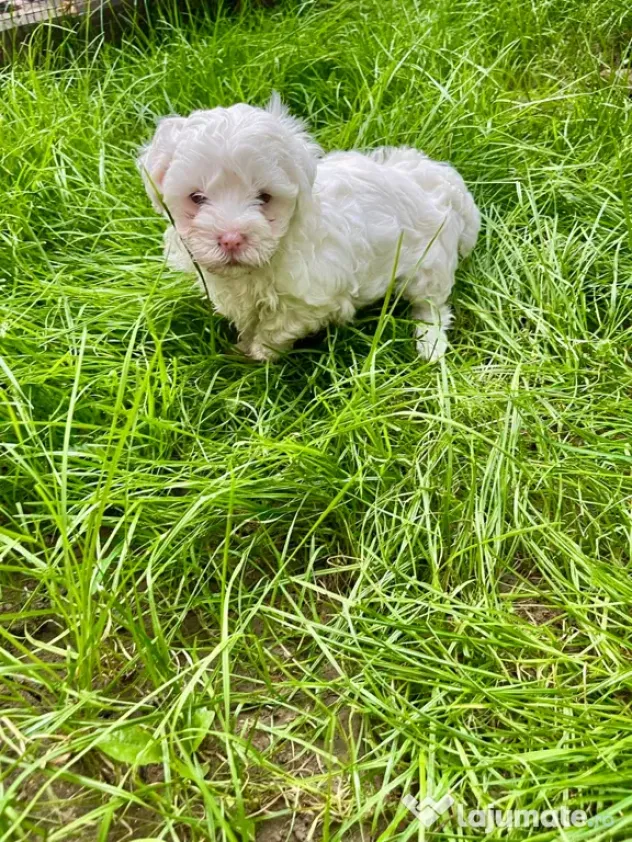 Vand catelusi Bichon Maltese