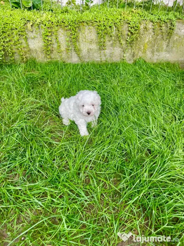 Vand catelusi Bichon Maltese