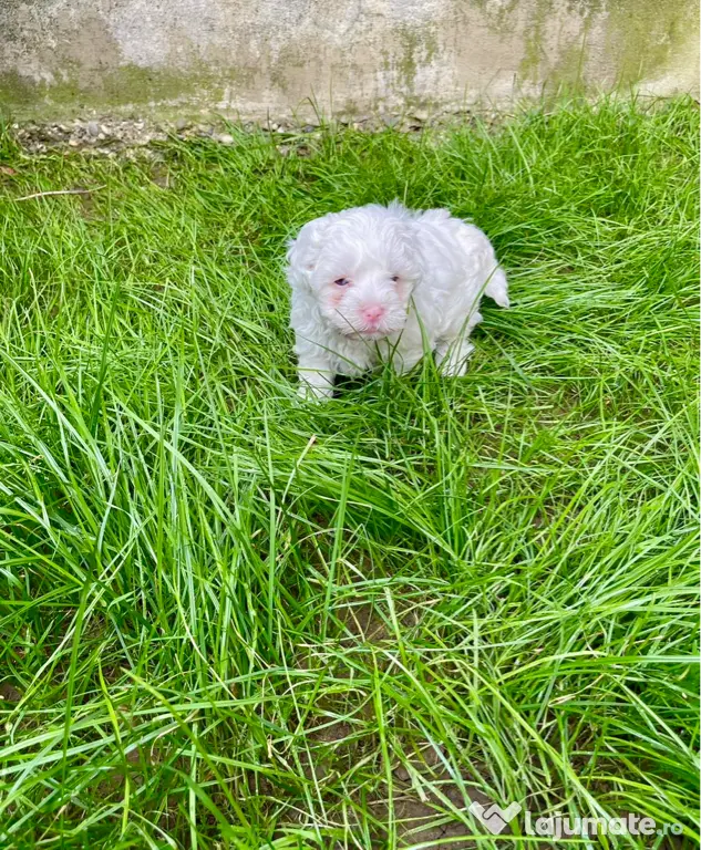 Vand catelusi Bichon Maltese