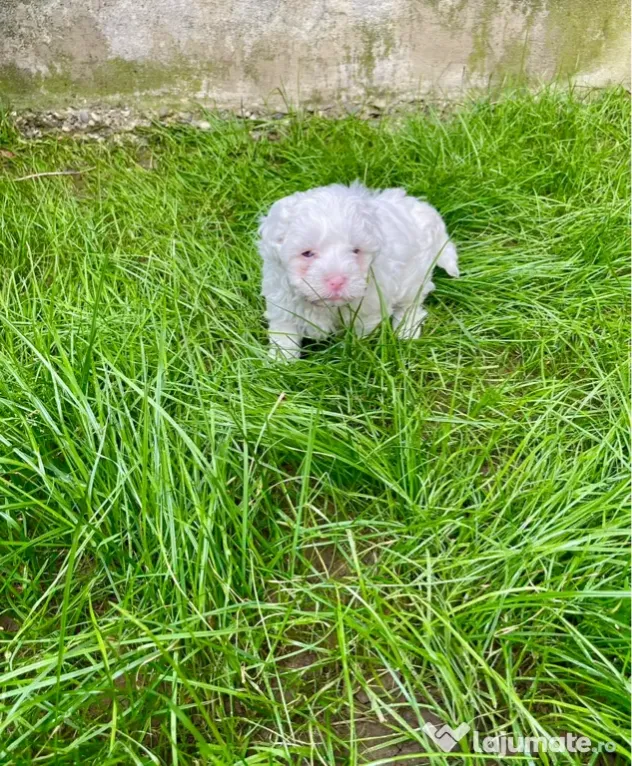 Vand catelusi Bichon Maltese