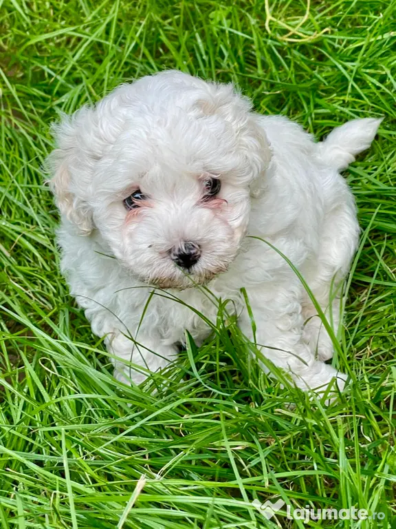 Vand catelusi Bichon Maltese