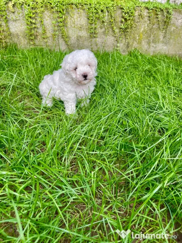 Vand catelusi Bichon Maltese