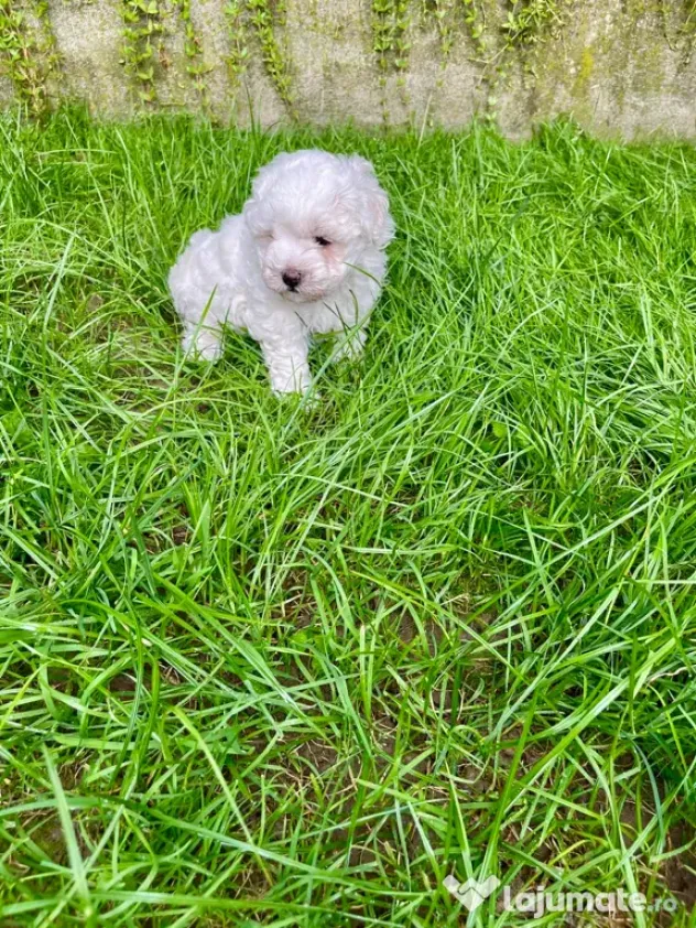 Vand catelusi Bichon Maltese