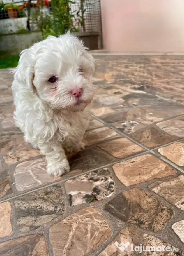 Vand catelusi Bichon Maltese