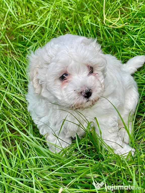 Vand catelusi Bichon Maltese