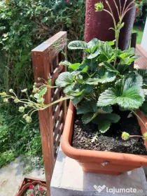 Vilă/casa de vacanță Valea Călugărească