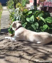 OFERTA! Labrador Retriever,baietel, pret 600 de lei