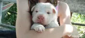 Catei mici rasa shar pei cu chow chow 