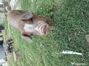Purcei metis duroc cu pietrain 