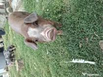Purcei metis duroc cu pietrain