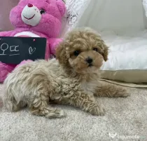 Poodle (caniche ) - Mini toy Apricot