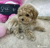 Poodle (caniche ) - Mini toy Apricot 