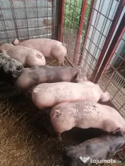 Vând purcei în vârstă de 2 luni 