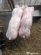Vând purcei în vârstă de 2 luni 