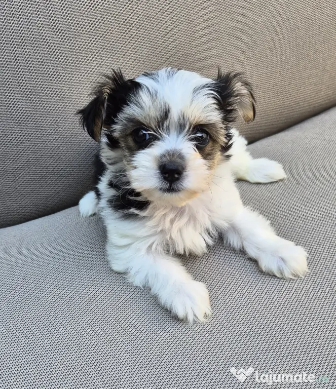 Pui Bichon havanez
