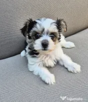 Pui Bichon havanez 